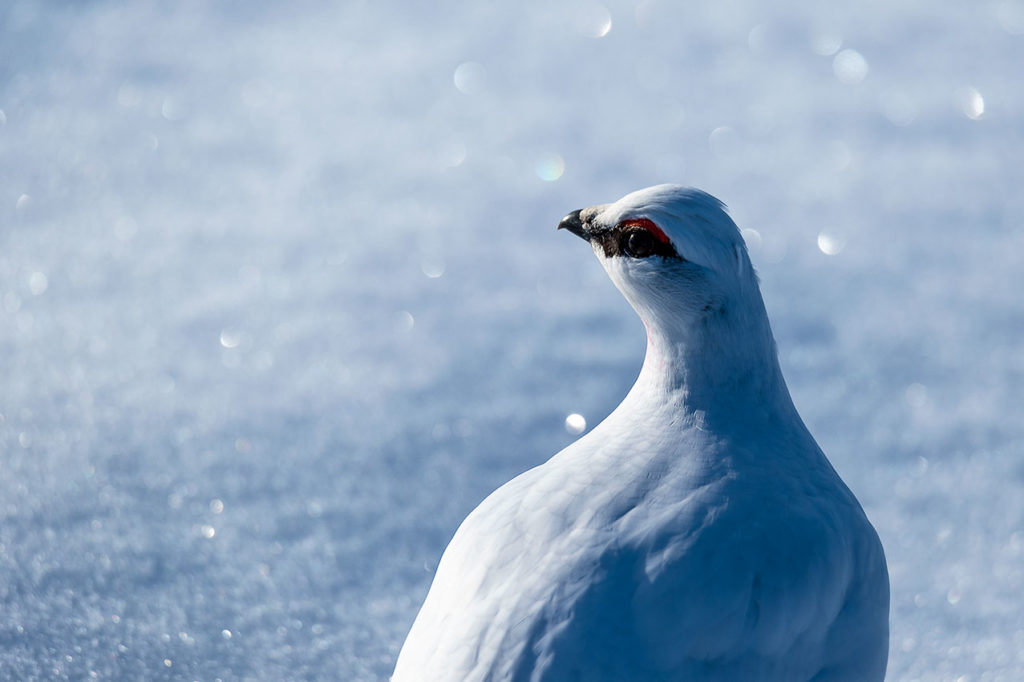 Rock ptarmigan