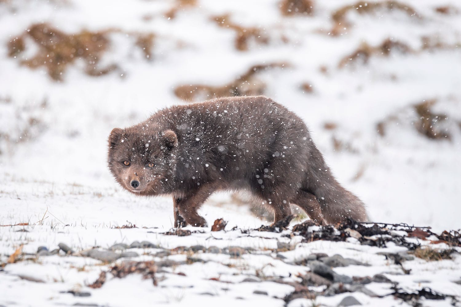 Renard polaire brun en hiver