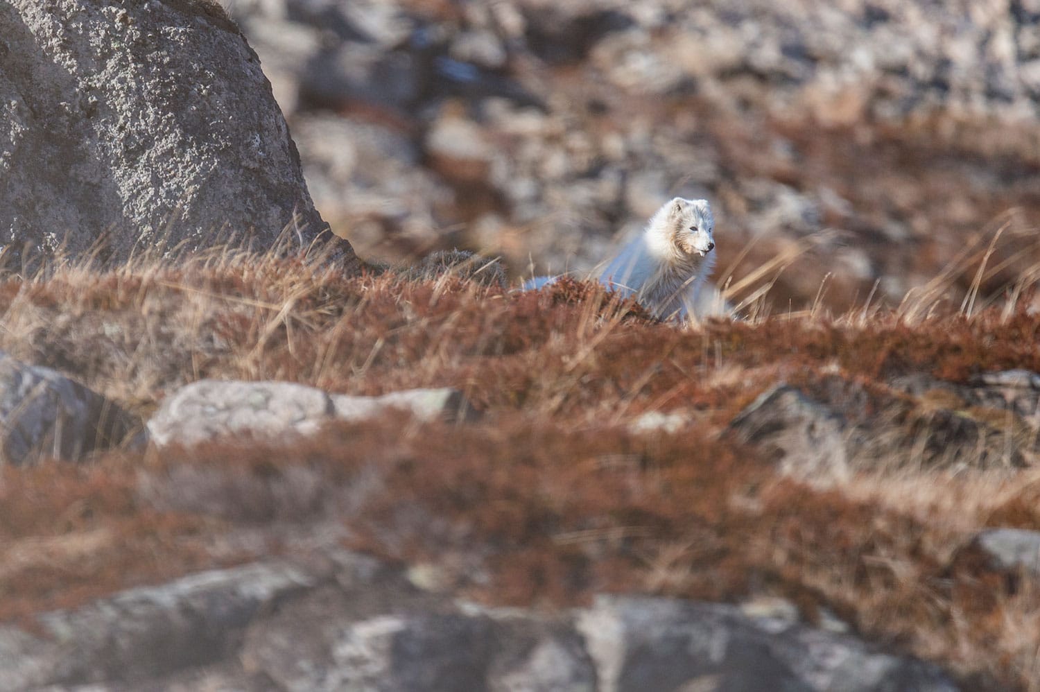 Renard polaire blanc en hiver