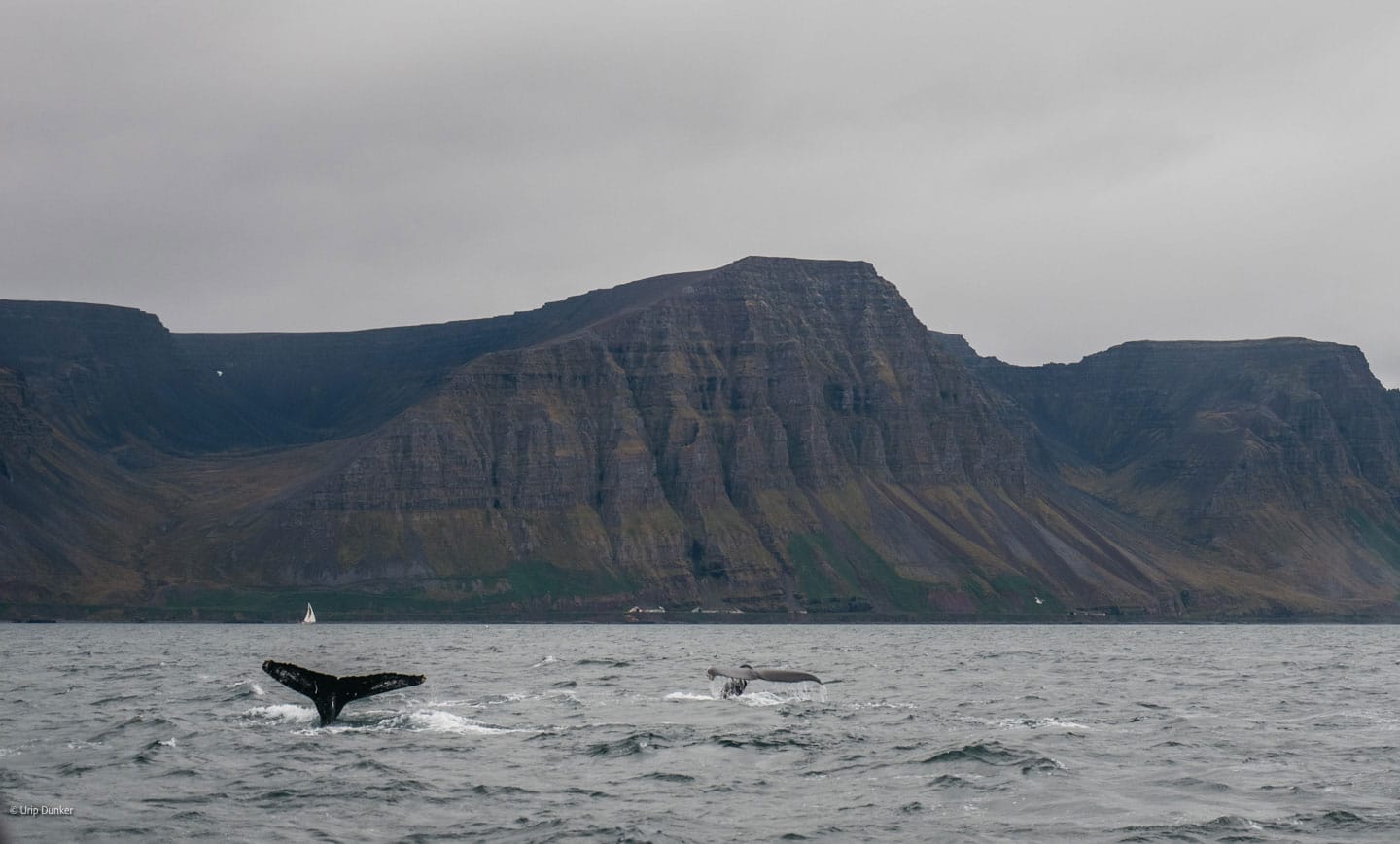 baleine à bosse islande