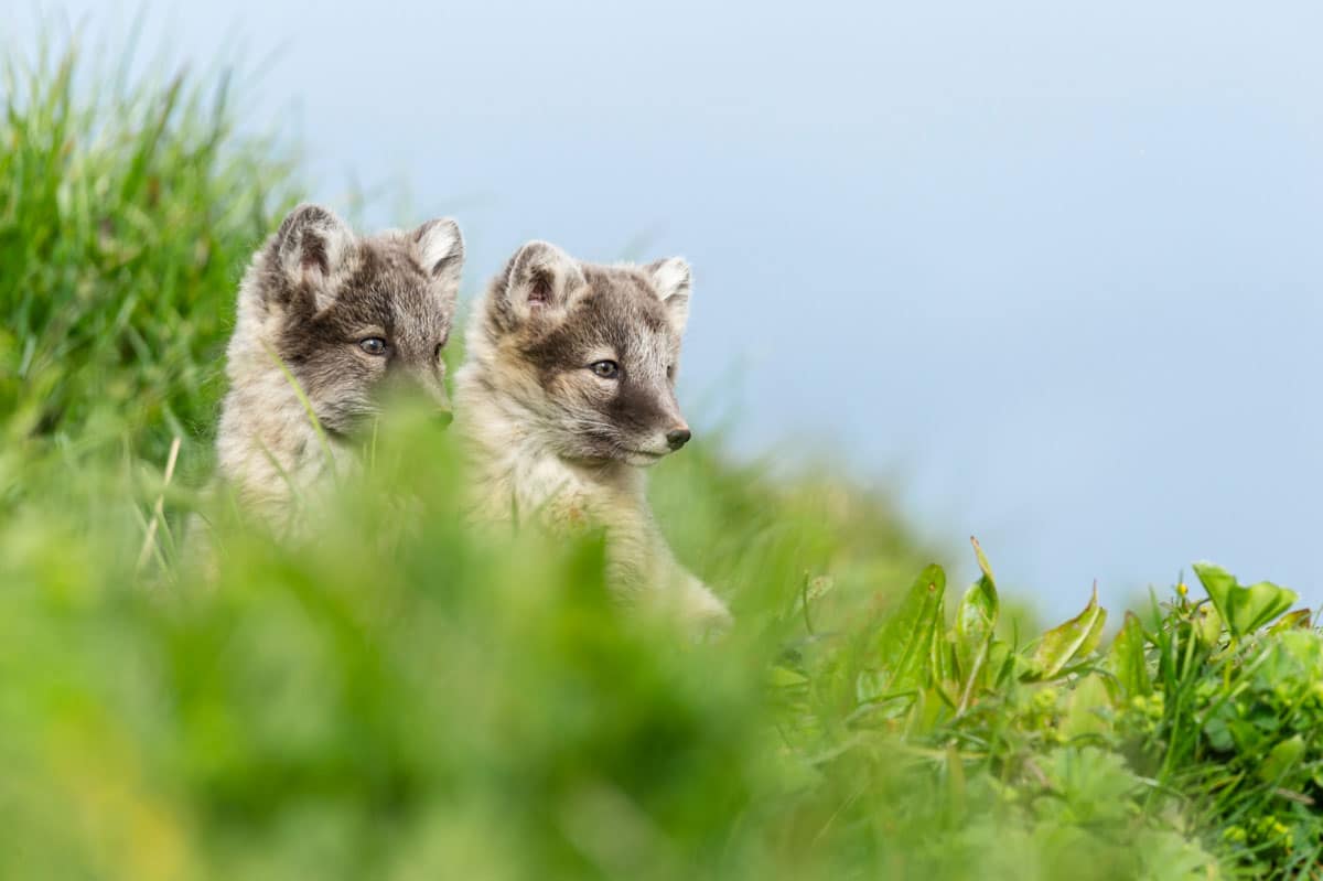 Renardeaux polaires à Hornstrandir