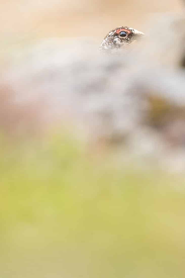 Lagopède alpin camouflé dans les pierriers