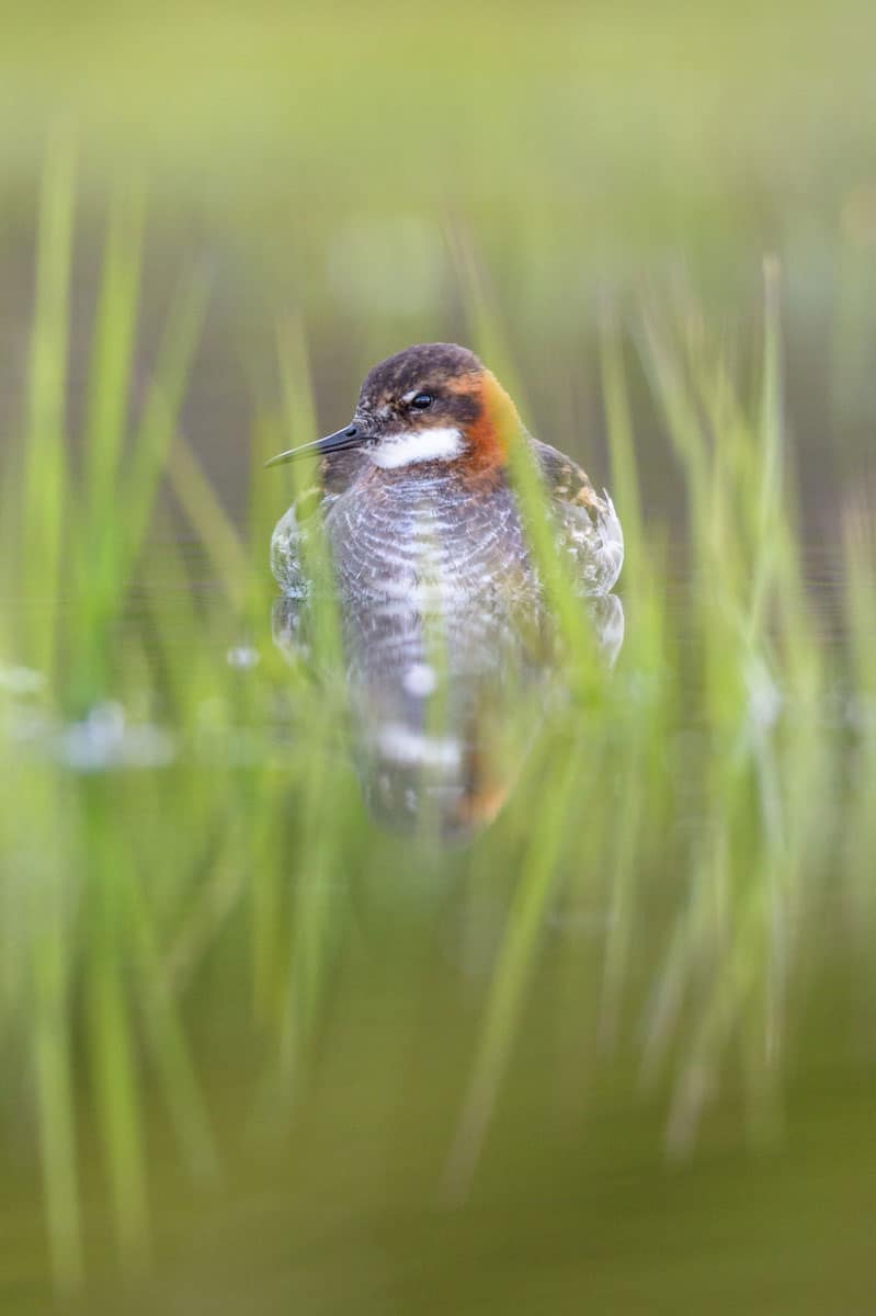 Le phalarope à bec étroit, commun à Hornstrandir