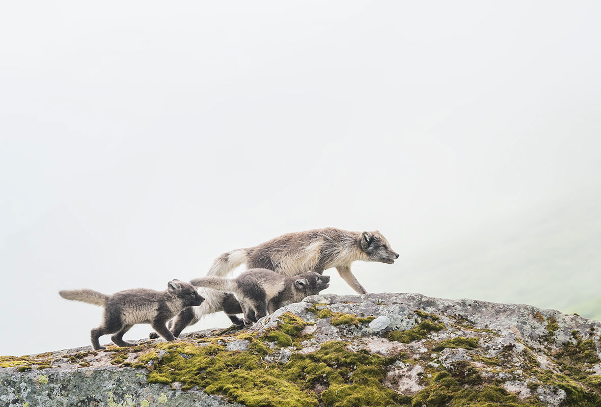 Polarfuchs in Hornstrandir