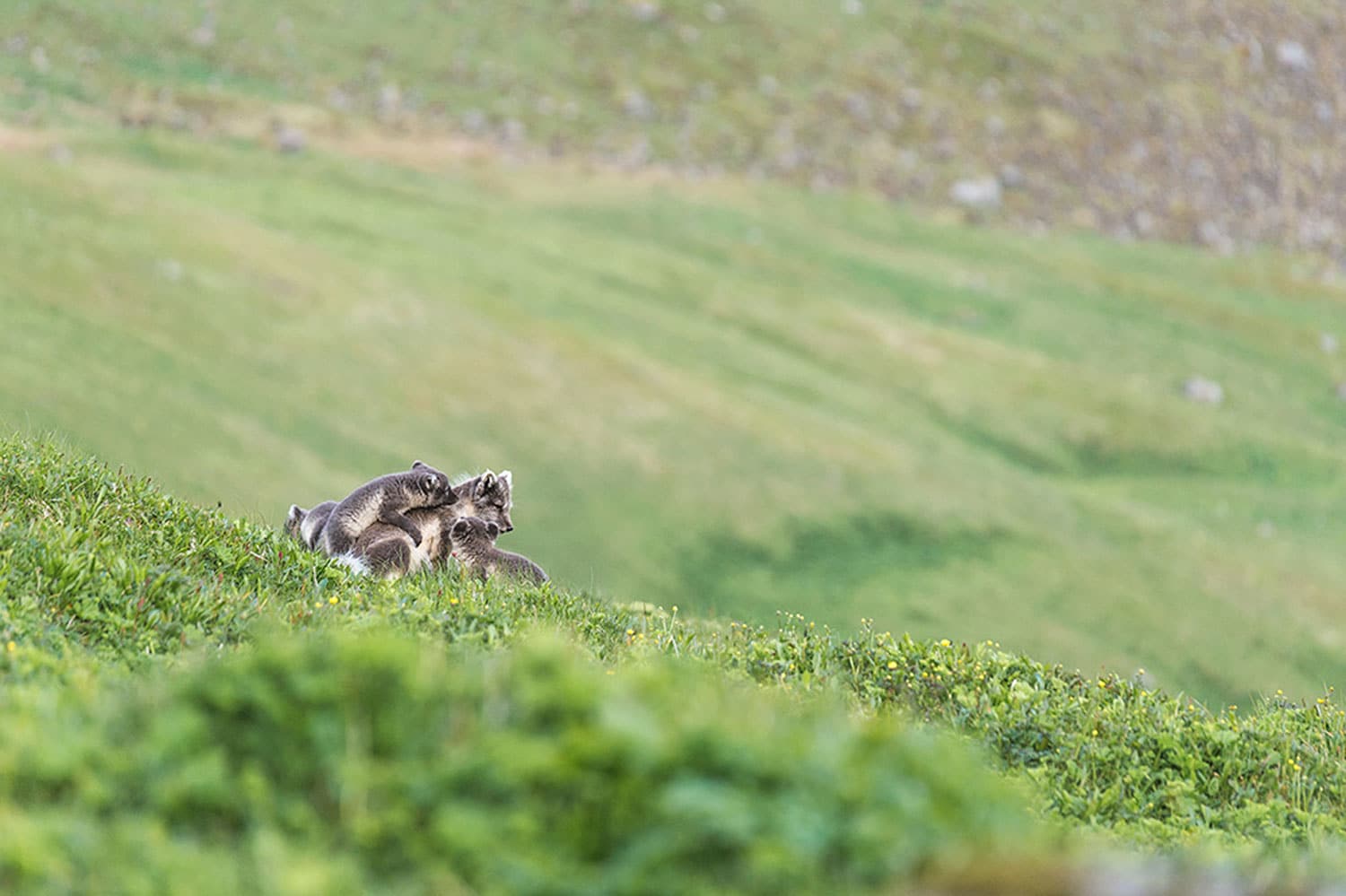 Famille de renard polaire à Hornstrandir