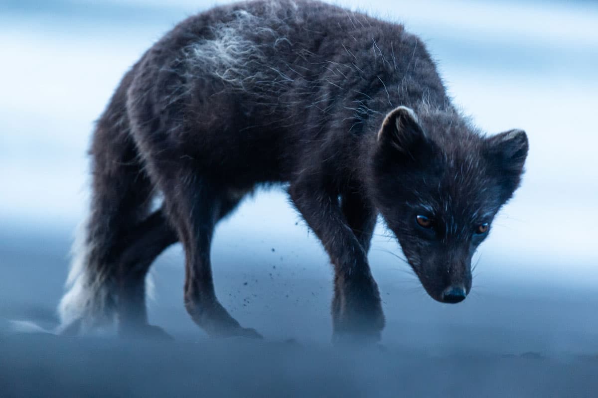 Renard polaire à Hornstrandir