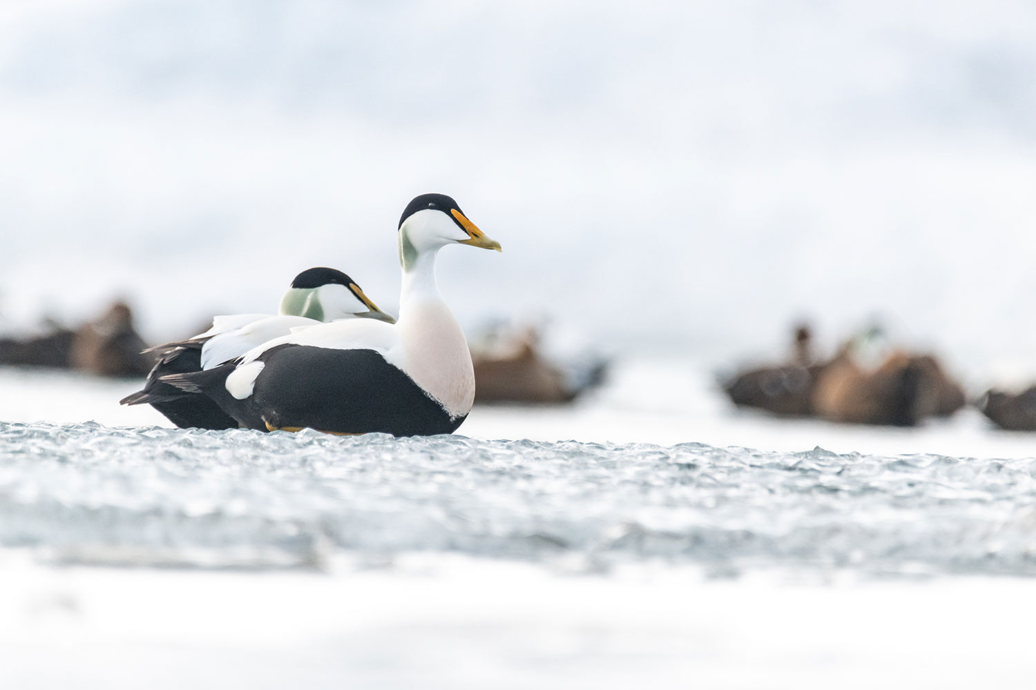 Observation d’oiseaux en Islande : L'eider à duvet