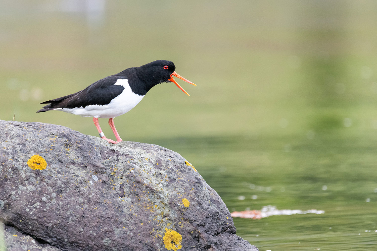 Vogelbeobachtung in Island: der Austernfischer