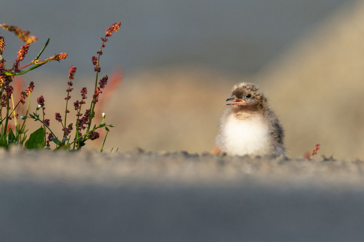 Observation d'oiseau en Islande, les sternes arctiques