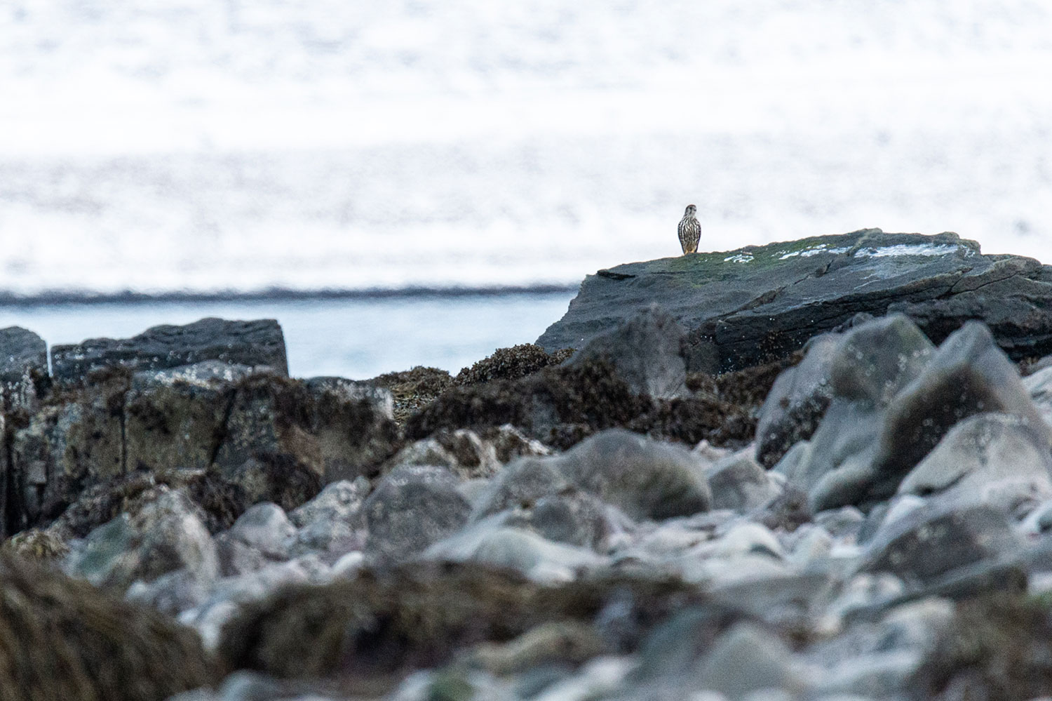 Observation d'oiseaux en Islande