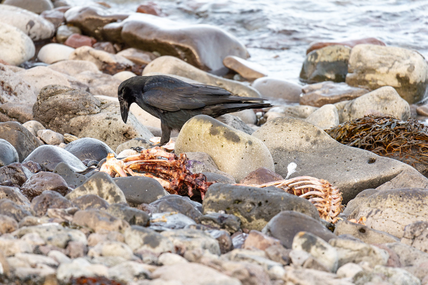 Observation d'oiseaux dans les Westfjords