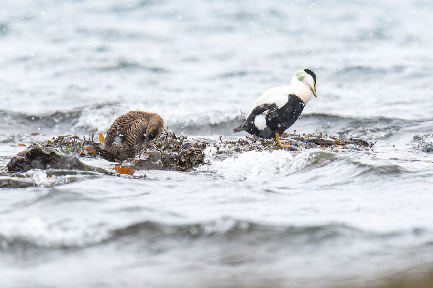 Eider, observation d'oiseaux en Islande