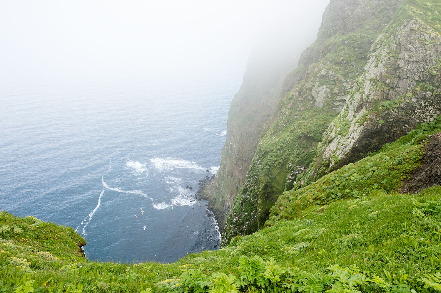 Observation d'oiseaux en Islande