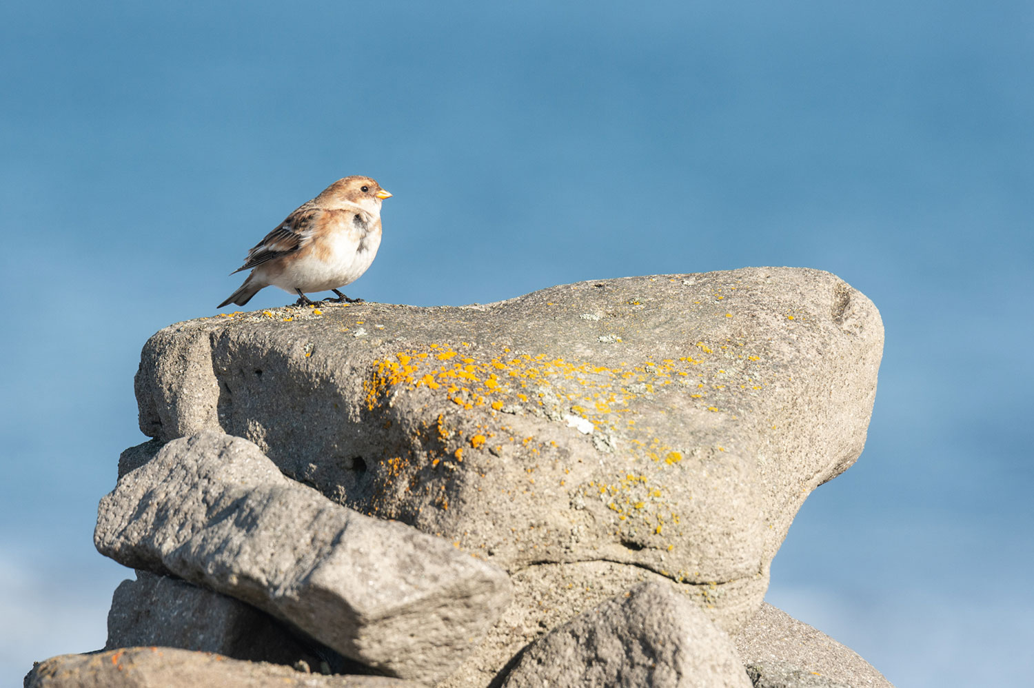 Observation de bruant des neiges en Islande