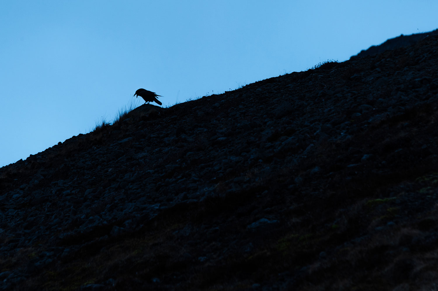 Observation d'oiseaux : le grand Corbeau à hornstrandir