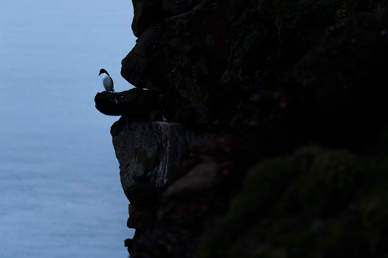 Observation d'oiseaux en Islande, guillemot de troïl