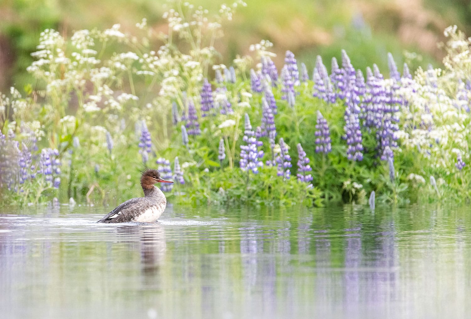 Harle huppé dans les westfjords d'Islande