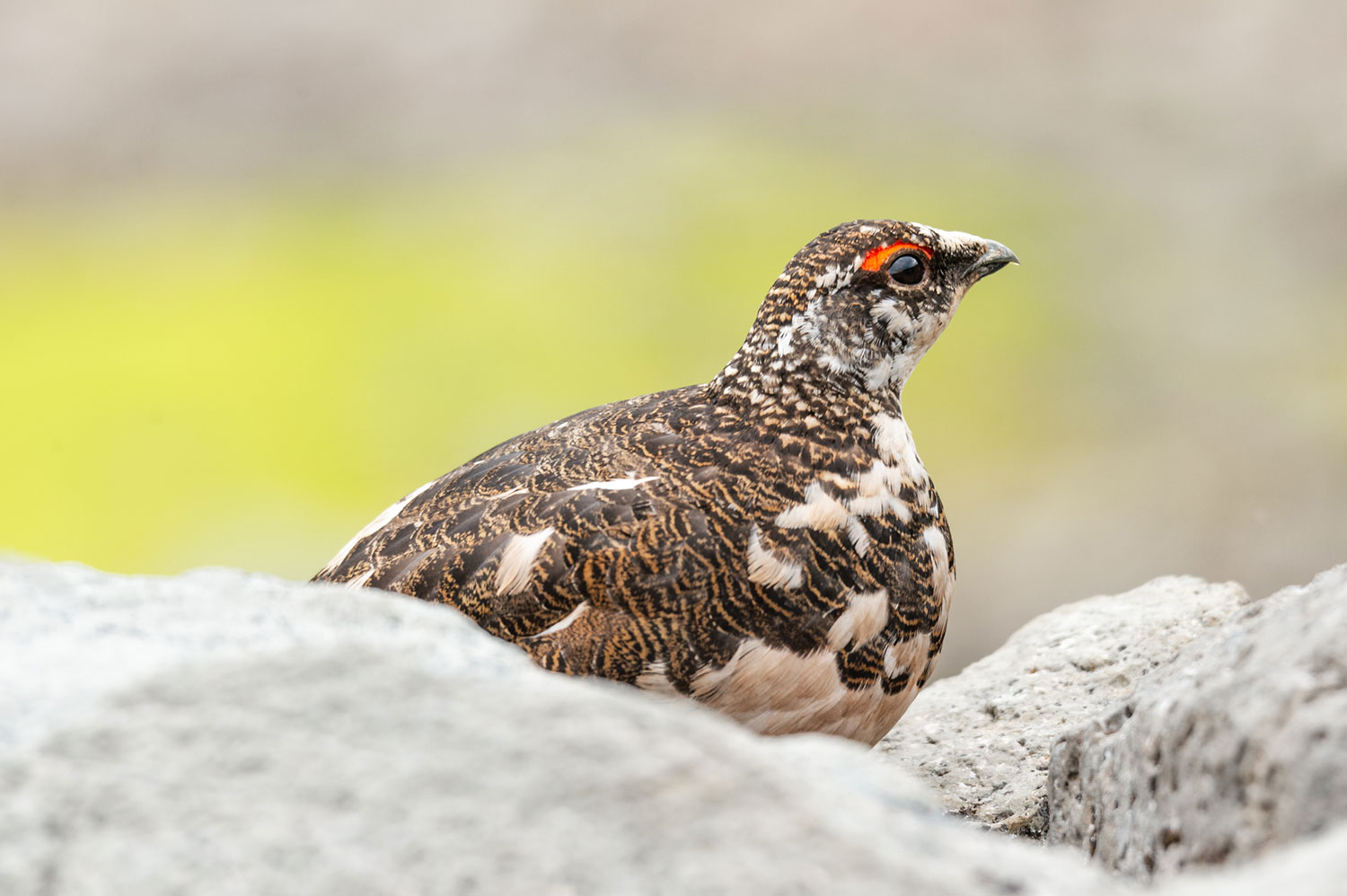 Observation de lagopède alpin en Islande