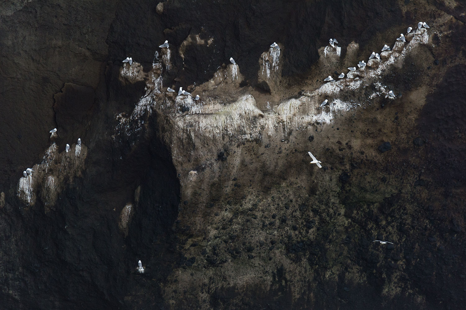 L'observation d'oiseaux en Islande en été