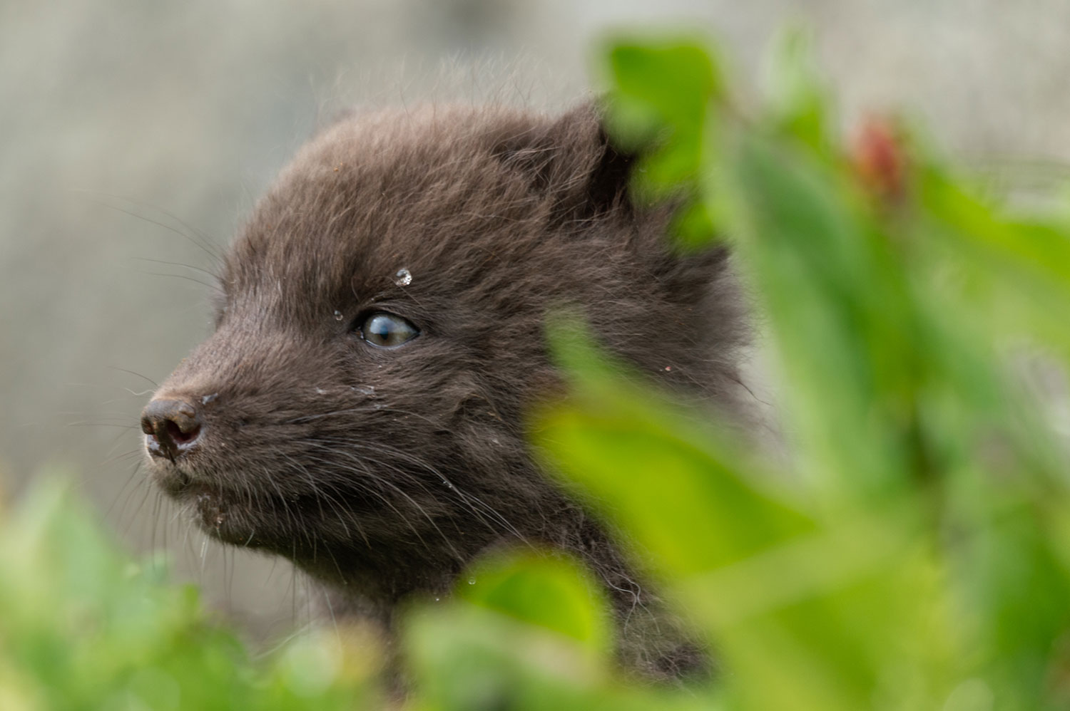 Renard polaire à Hornstrandir