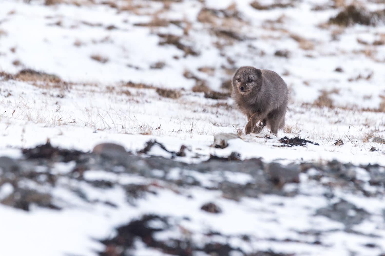 Renard polaire islandais en hiver