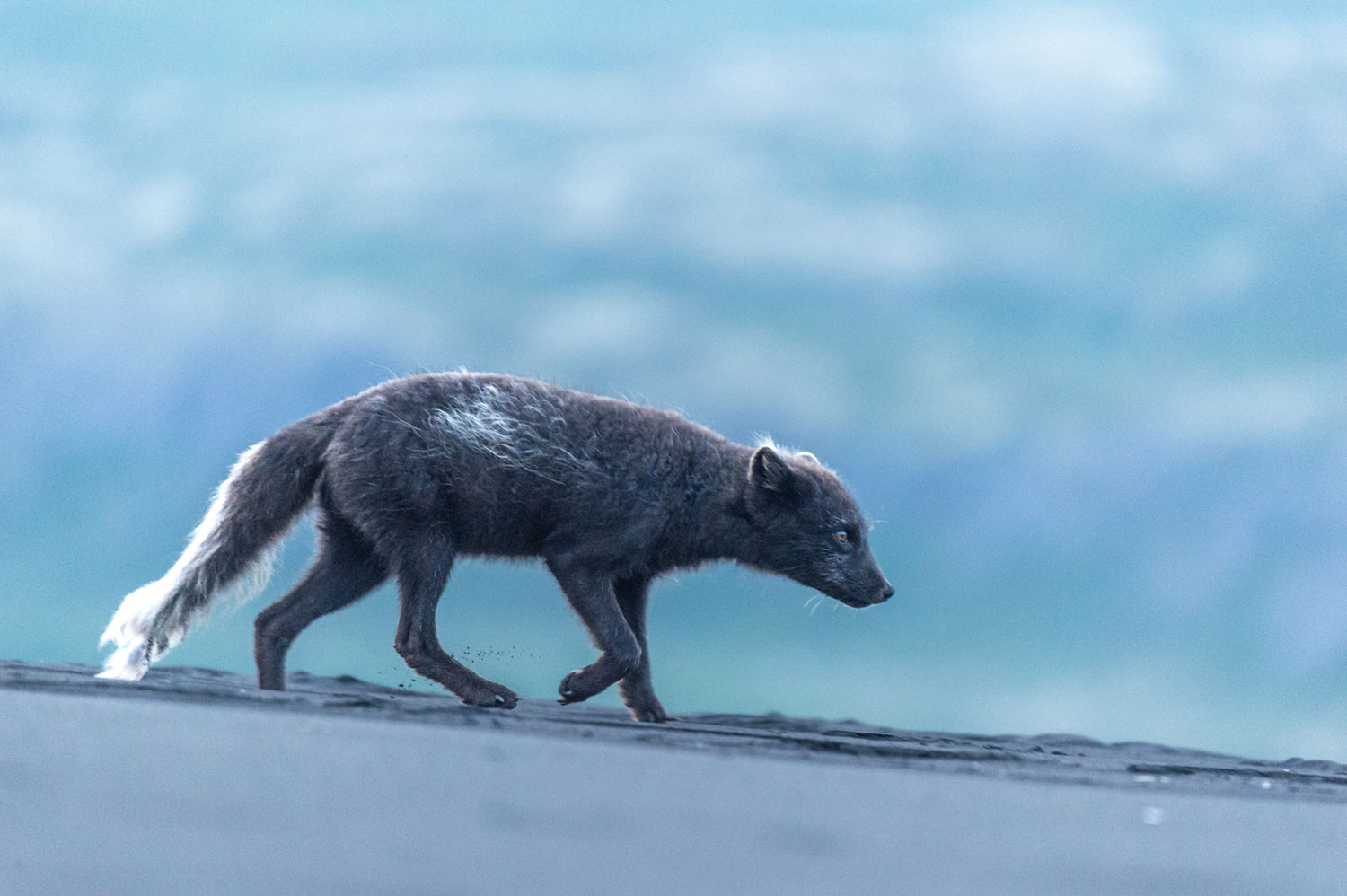 Arctic fox in Hornstrandir