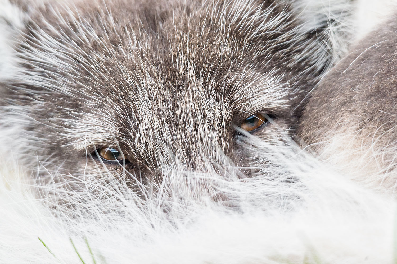 Renard polaire islandais blanc