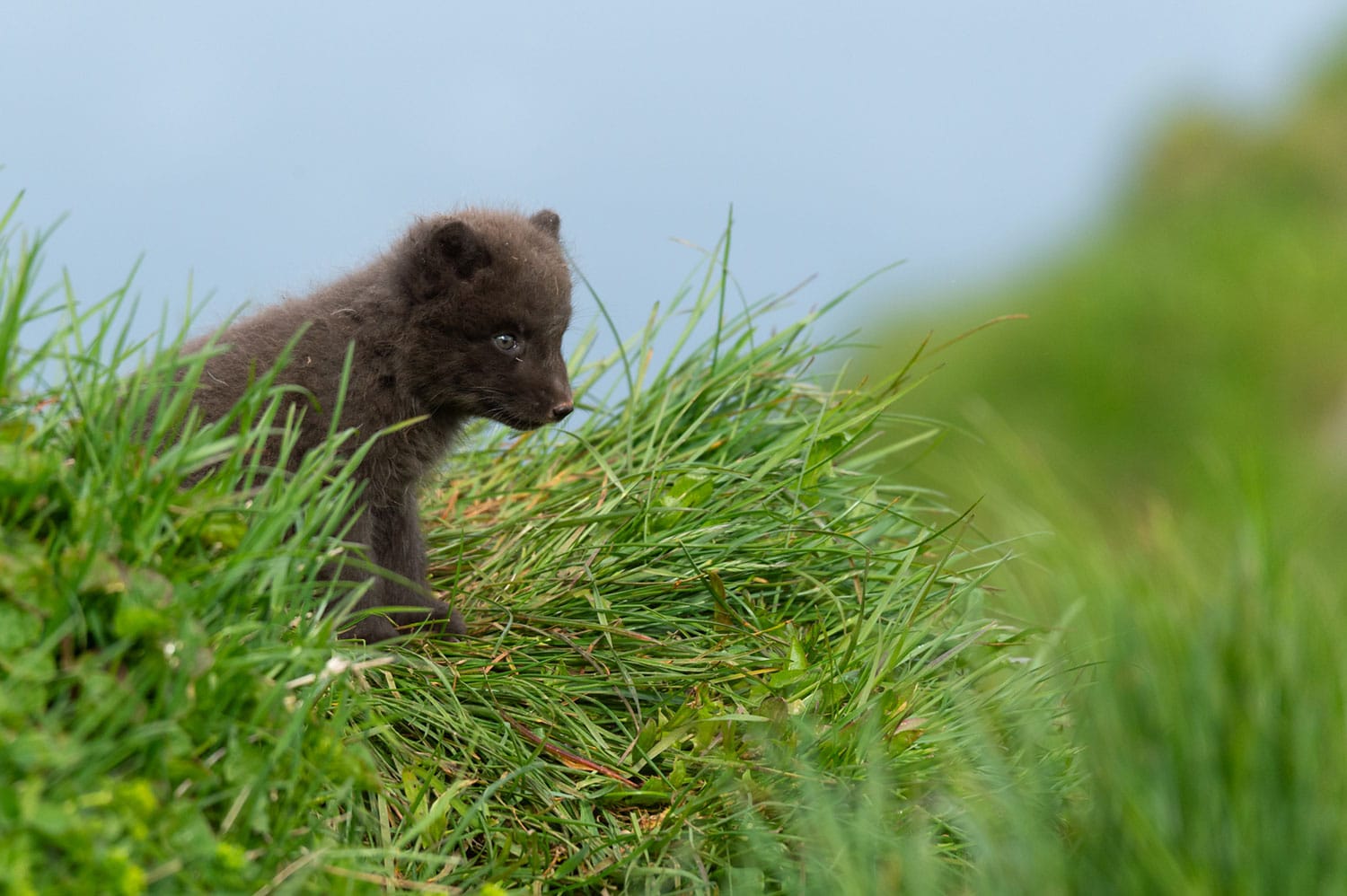 Renard polaire islandais