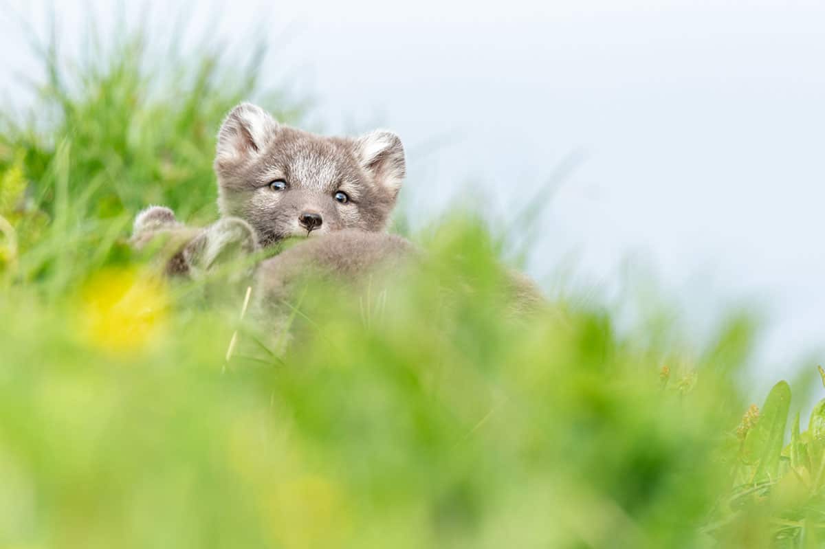 Stage photo animalière en Islande