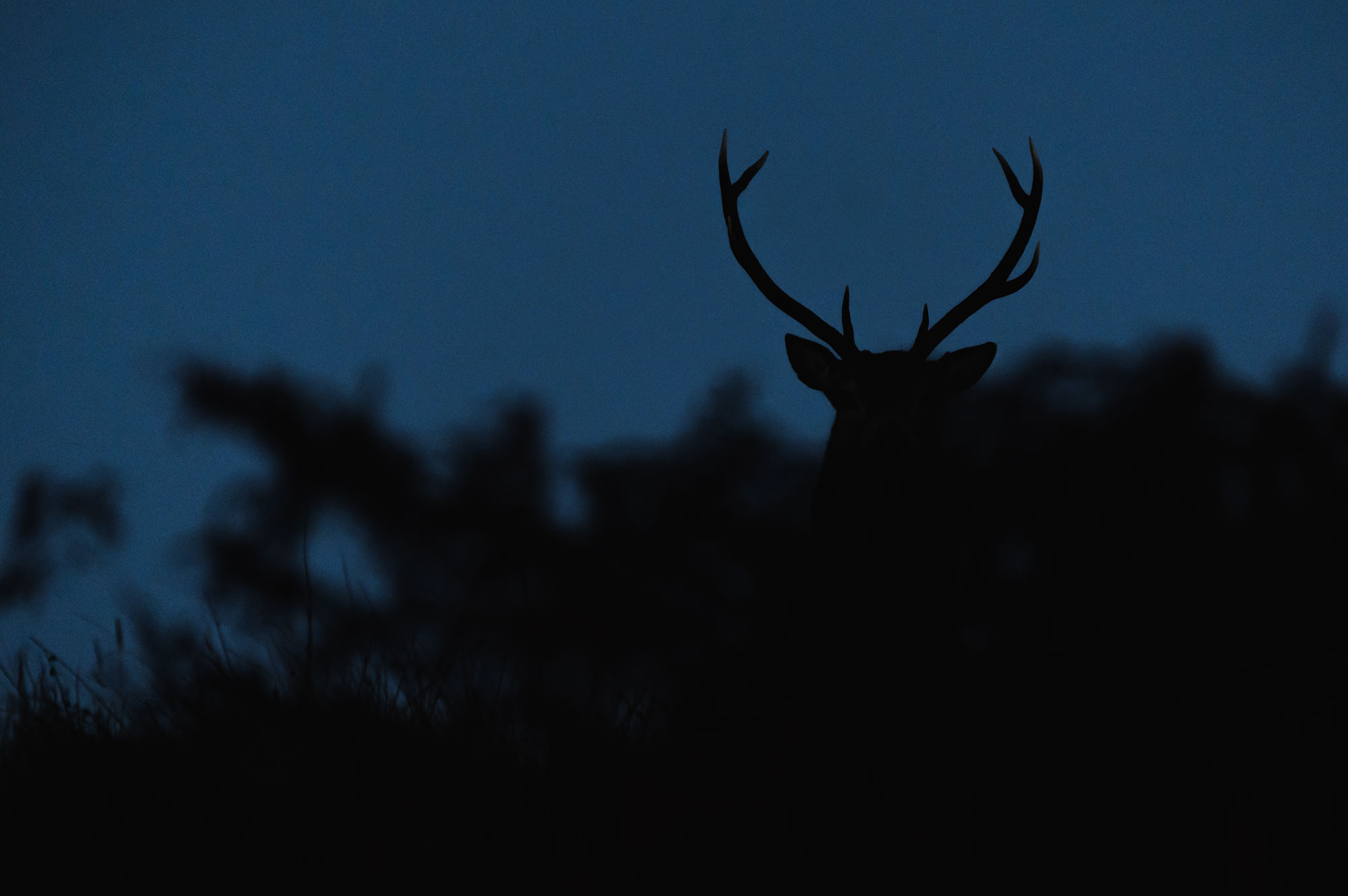 Cerf élaphe en écosse