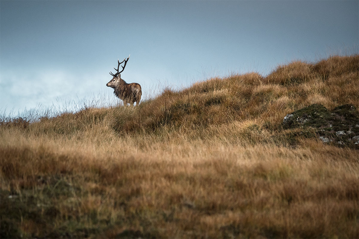 Le cerf rouge