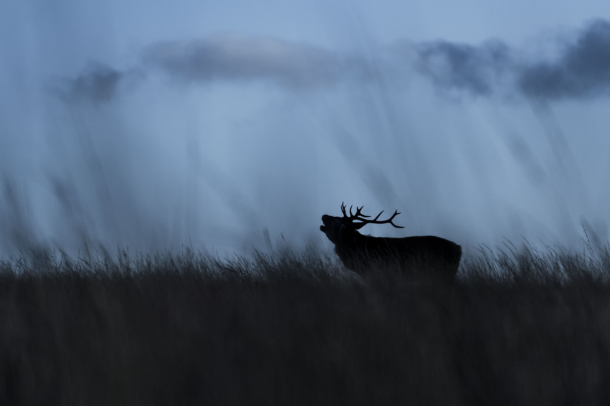 Stage photo cerf rouge en Ecosse