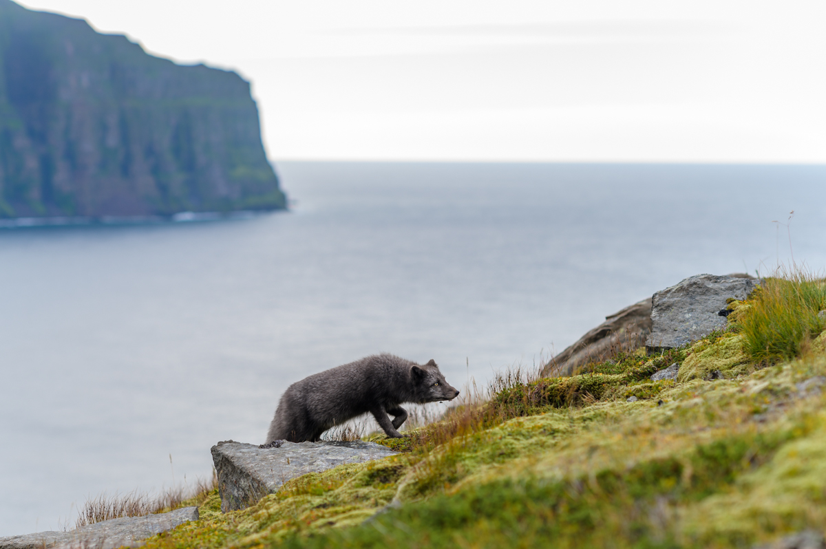 Le renard polaire islandais dans les falaises de Hornstrandir