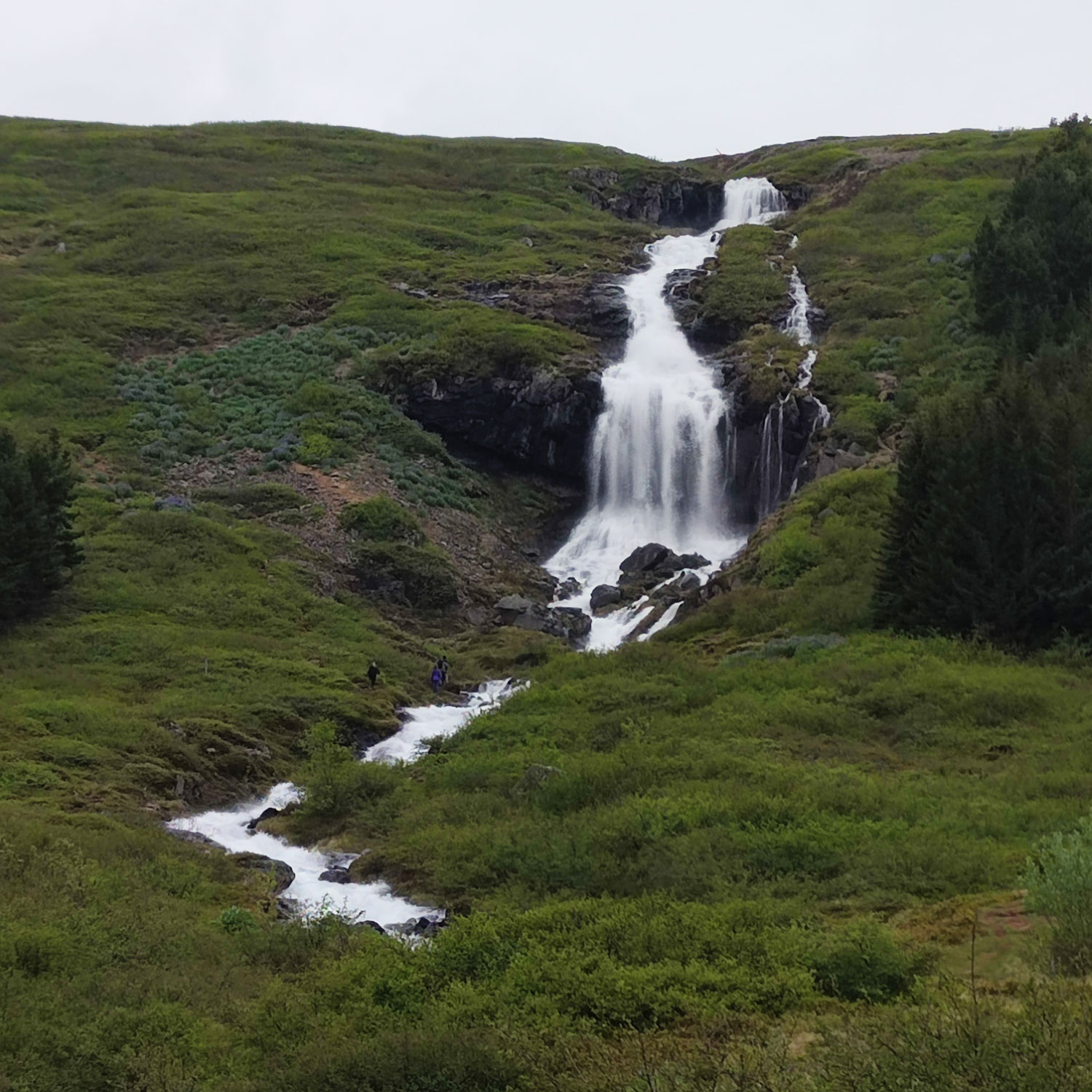 Blueberries along the rivers of the Westfjords