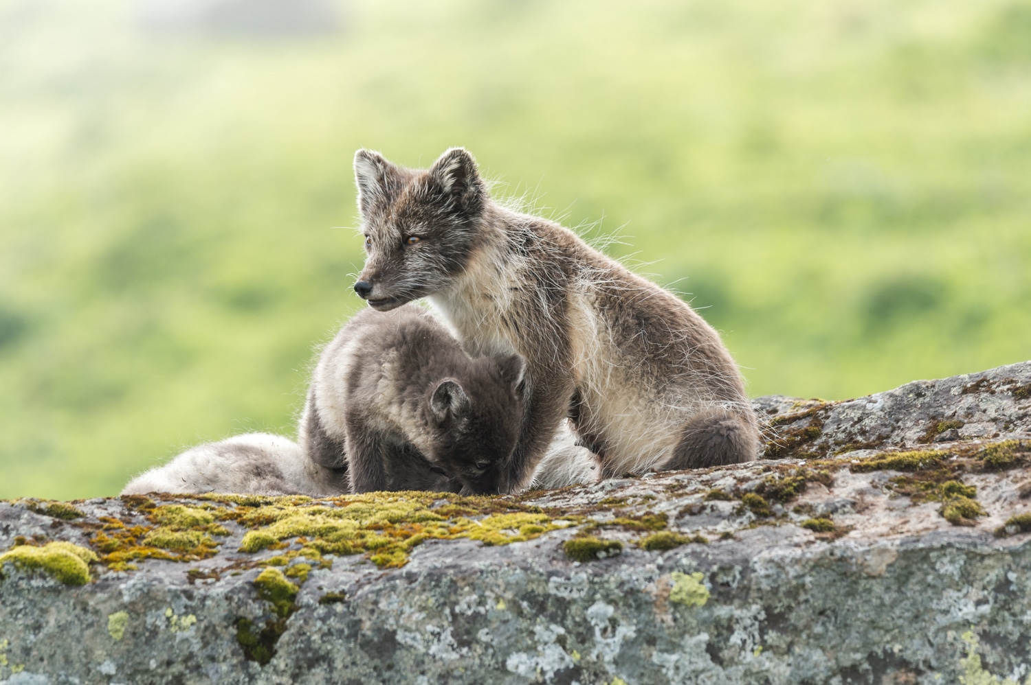 Renard polaire blanc en été