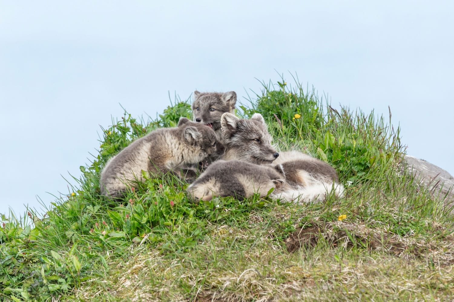 Une famille de renards polaires blancs