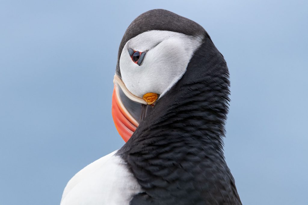 Puffin in the Westfjords