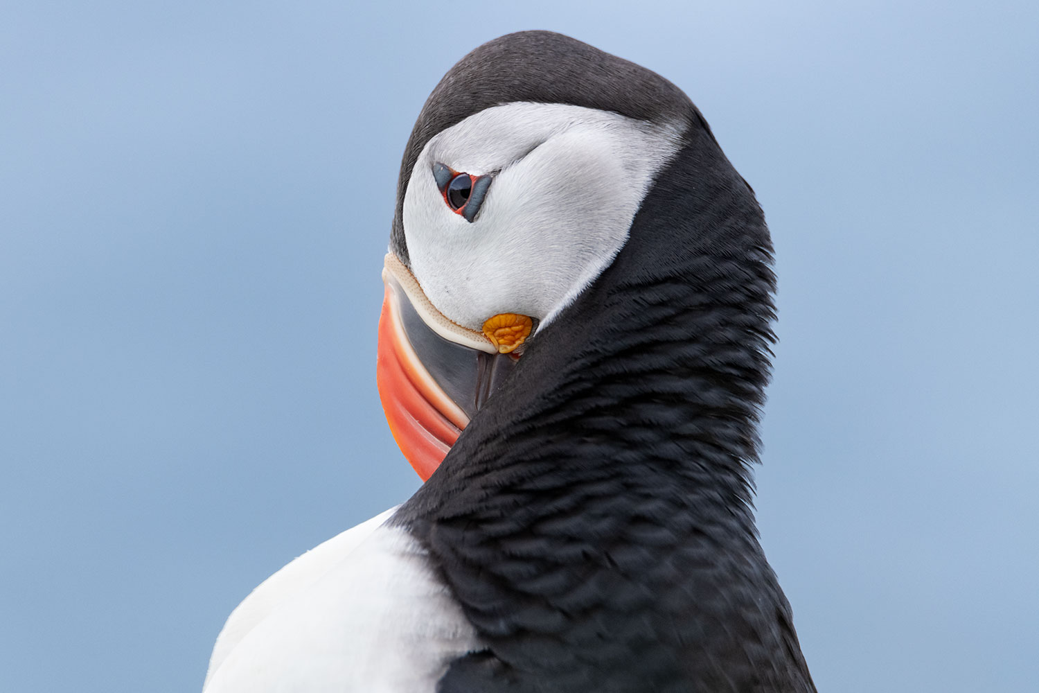 Puffin in Iceland