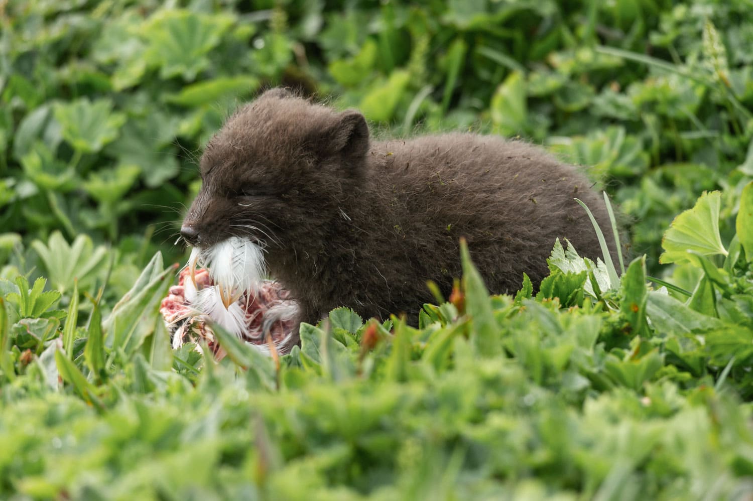 Renardeau polaire entrain de manger un oiseau marin