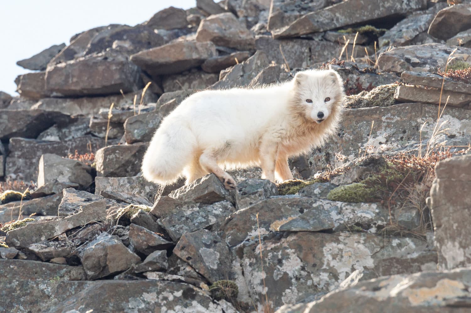 Le renard polaire blanc