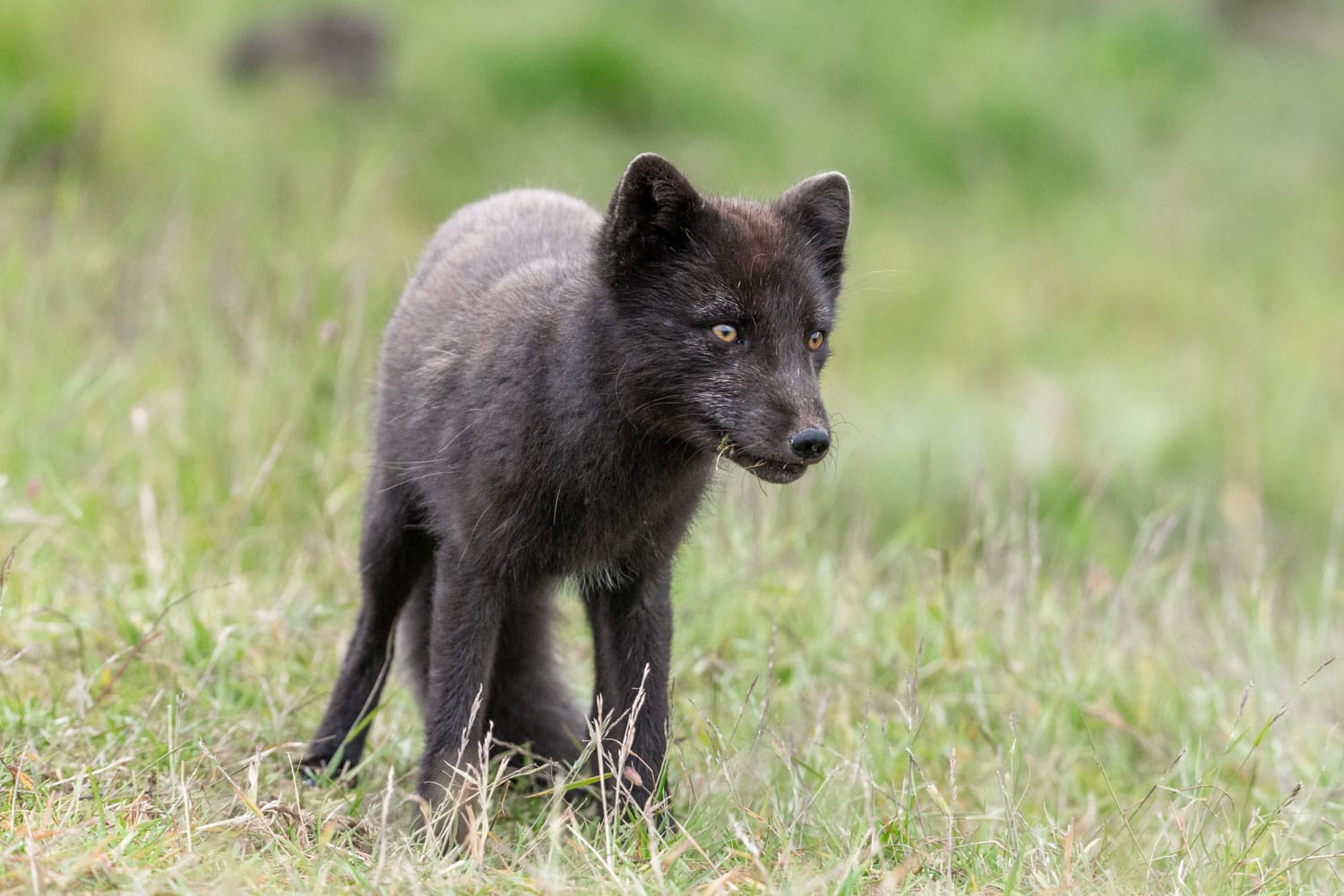 Le renard polaire brun en été