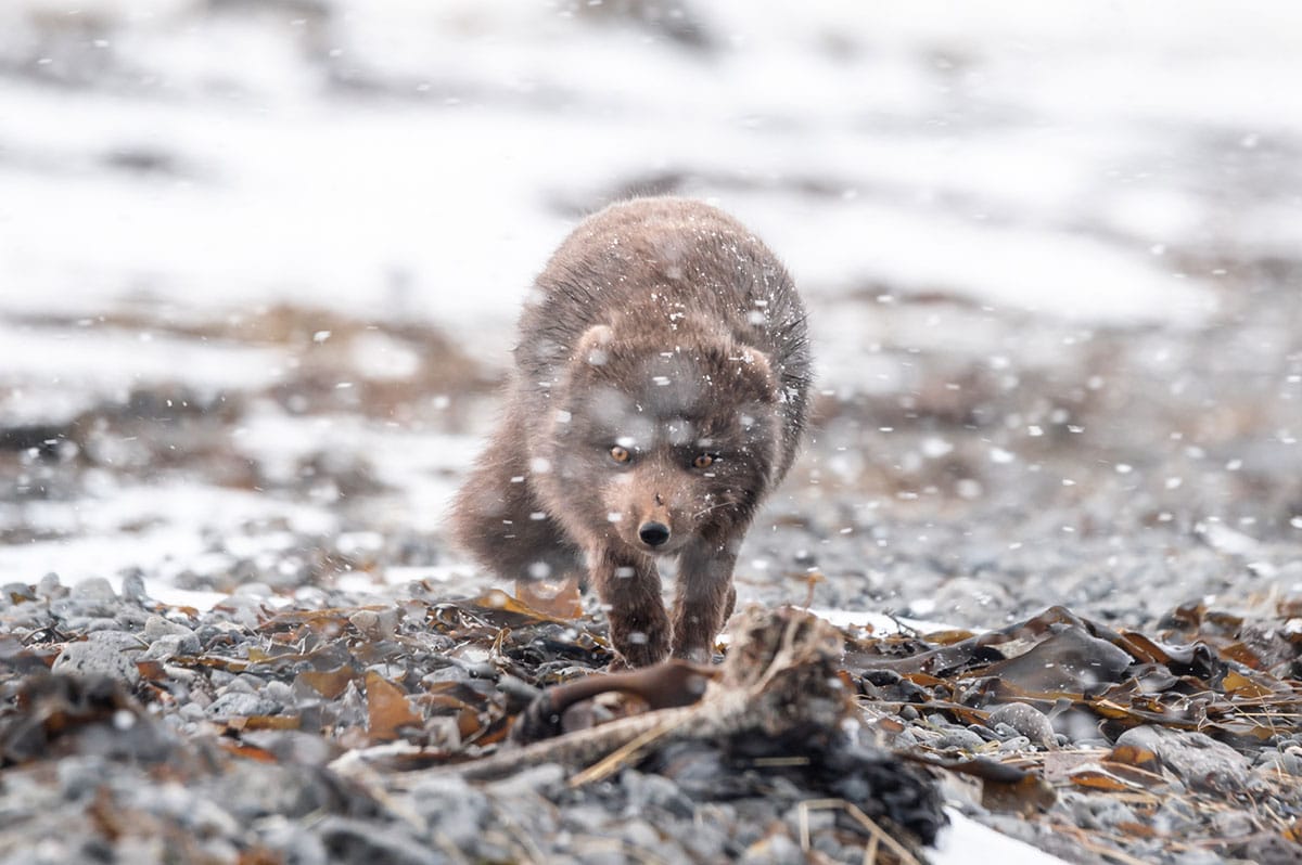 Renard polaire en hiver