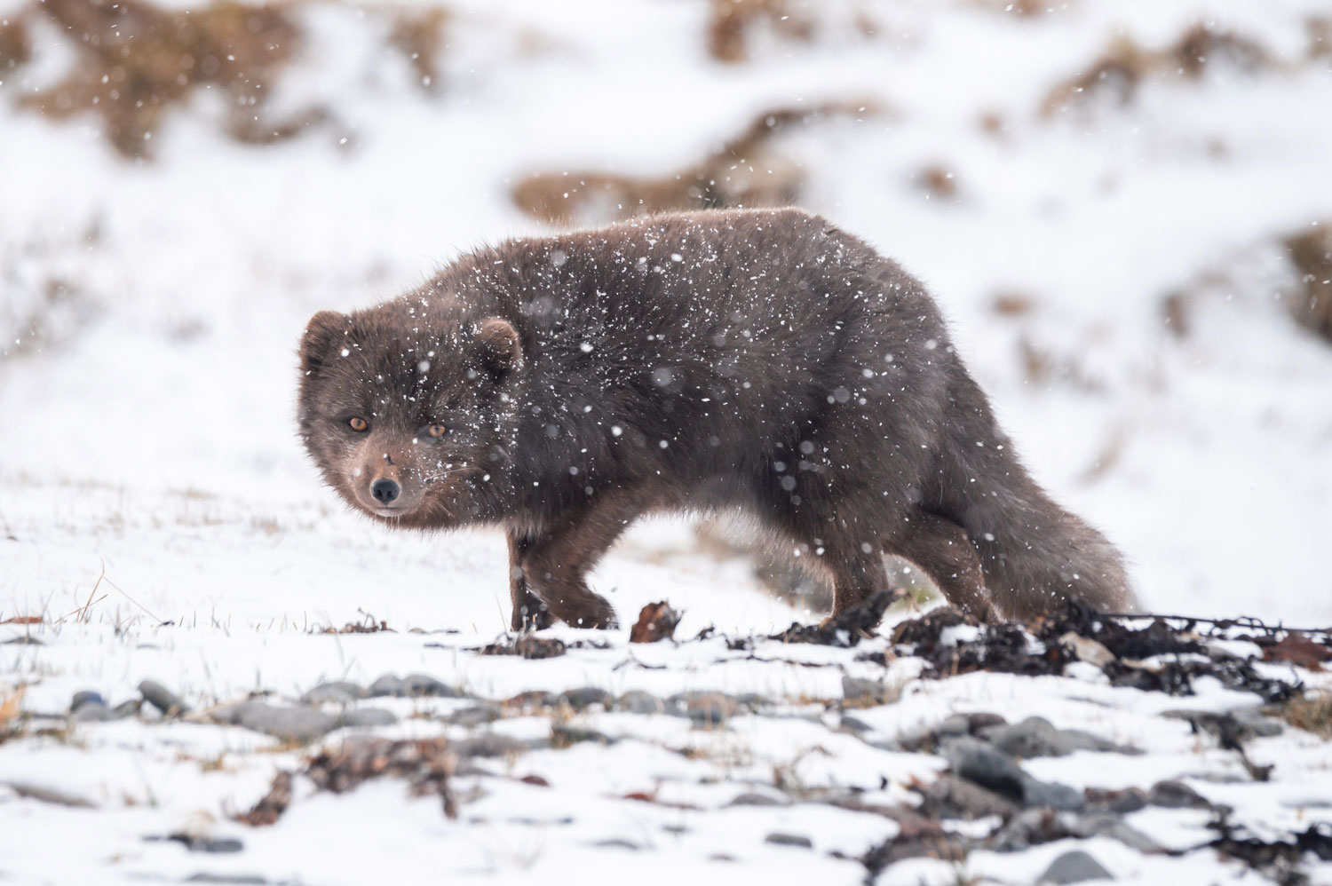 Le renard polaire dans les conditions arctiques