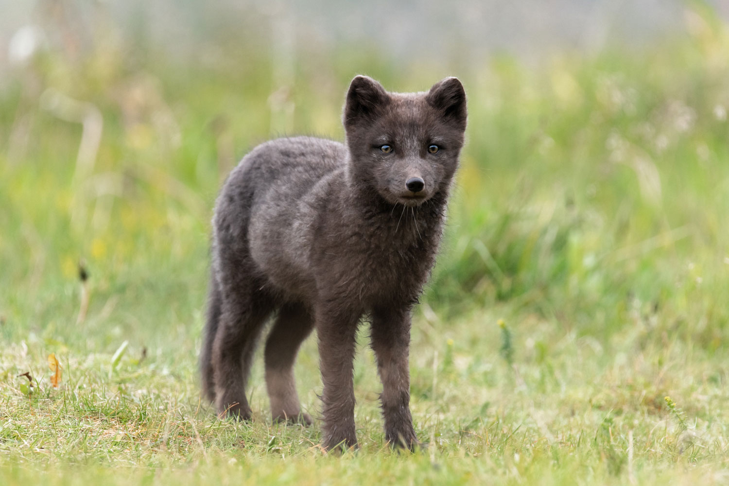 Le renard polaire islandais (Vulpes lagopus fuliginosus)