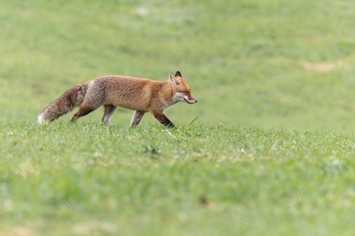 Renard roux