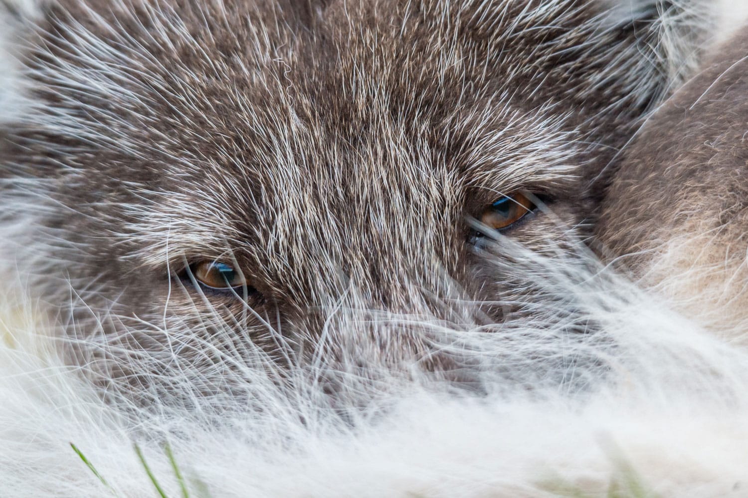 La vision du renard