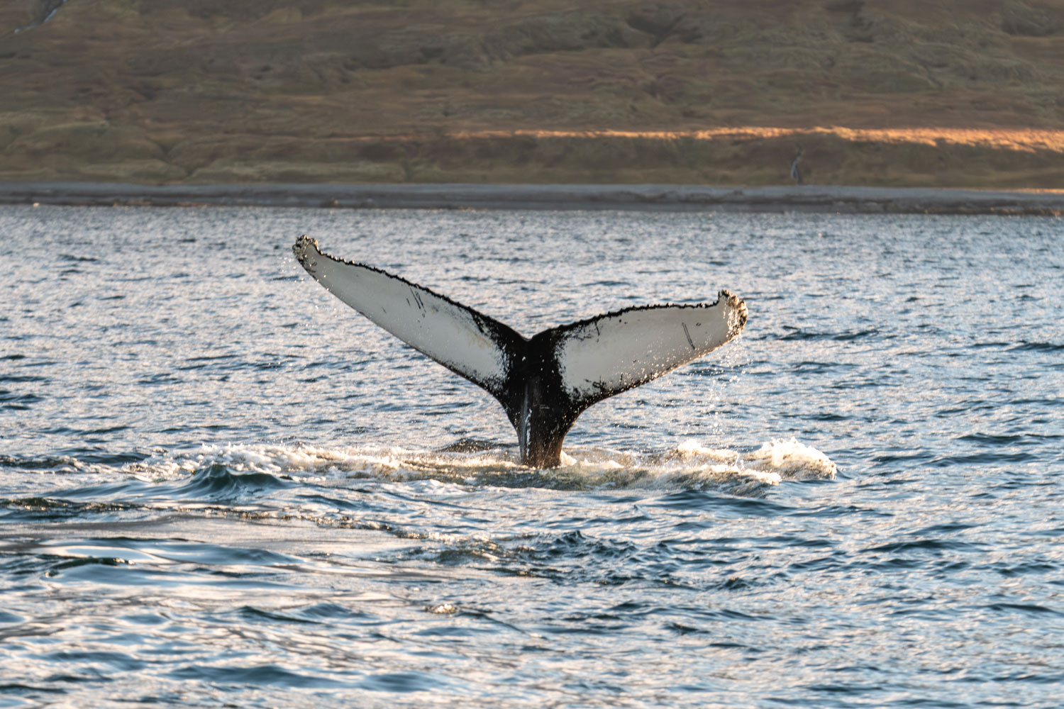 Whale watching in the Westfjords