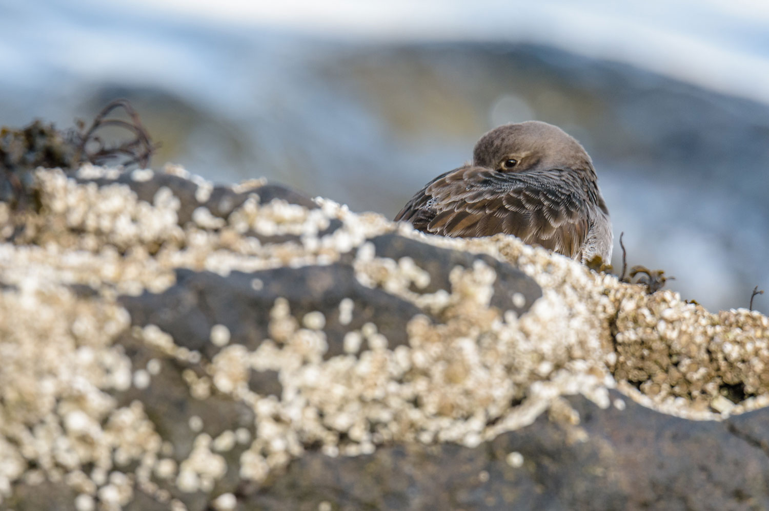 Birdwatching photography tour in Iceland