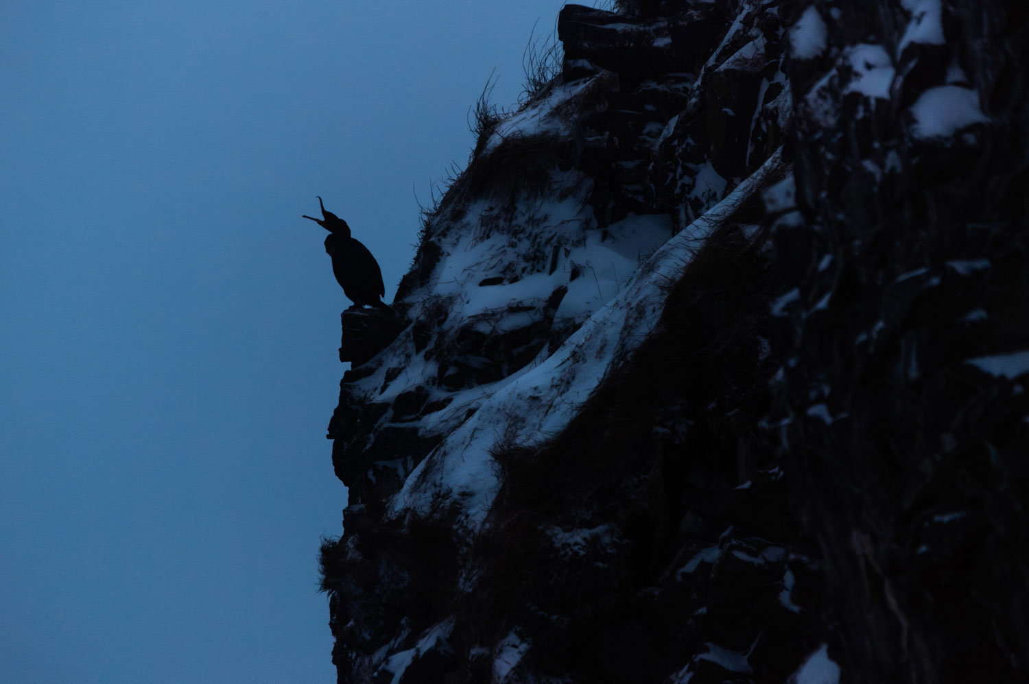 Birdwatching photography tour in Iceland