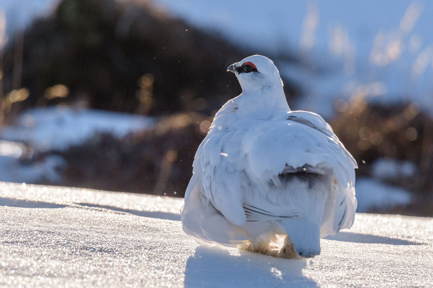 Photo of rock ptarmigan in Iceland